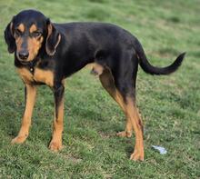 ANDREAS, Hund, Deutsche Bracke-Mix in Biebergemünd - Bild 11