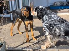 ANDREAS, Hund, Deutsche Bracke-Mix in Biebergemünd - Bild 12