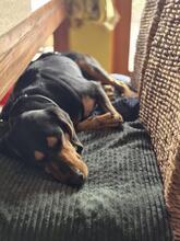 ANDREAS, Hund, Deutsche Bracke-Mix in Biebergemünd - Bild 2
