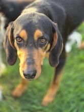 ANDREAS, Hund, Deutsche Bracke-Mix in Biebergemünd - Bild 3