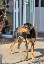 ANDREAS, Hund, Deutsche Bracke-Mix in Biebergemünd - Bild 4