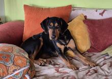 ANDREAS, Hund, Deutsche Bracke-Mix in Biebergemünd - Bild 5