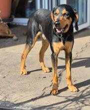 ANDREAS, Hund, Deutsche Bracke-Mix in Biebergemünd - Bild 6