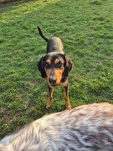 ANDREAS, Hund, Deutsche Bracke-Mix in Biebergemünd - Bild 7