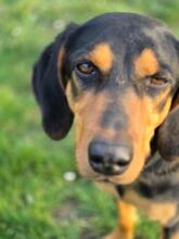 ANDREAS, Hund, Deutsche Bracke-Mix in Biebergemünd - Bild 8