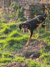 ANDREAS, Hund, Deutsche Bracke-Mix in Biebergemünd - Bild 9