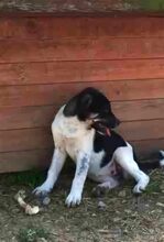 KAYLA, Hund, Mischlingshund in Griechenland - Bild 10