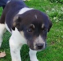 KAYLA, Hund, Mischlingshund in Griechenland - Bild 11