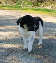 KAYLA, Hund, Mischlingshund in Griechenland - Bild 12