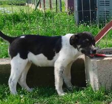 KAYLA, Hund, Mischlingshund in Griechenland - Bild 7