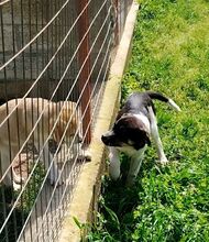 KAYLA, Hund, Mischlingshund in Griechenland - Bild 8