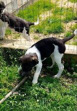 KAYLA, Hund, Mischlingshund in Griechenland - Bild 9