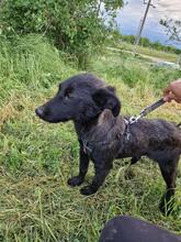 ALEX, Hund, Mischlingshund in Rumänien - Bild 11