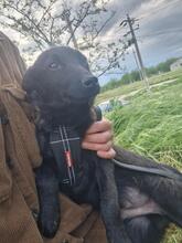 ALEX, Hund, Mischlingshund in Rumänien - Bild 12