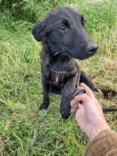 ALEX, Hund, Mischlingshund in Rumänien - Bild 13