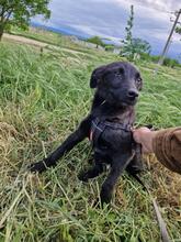 ALEX, Hund, Mischlingshund in Rumänien - Bild 16