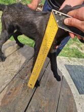 ALEX, Hund, Mischlingshund in Rumänien - Bild 17