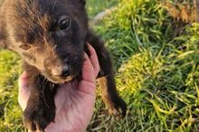 ALEX, Hund, Mischlingshund in Rumänien - Bild 19