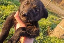 ALEX, Hund, Mischlingshund in Rumänien - Bild 20