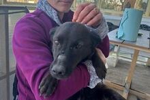 ALEX, Hund, Mischlingshund in Rumänien - Bild 8