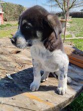 KENDRA, Hund, Mischlingshund in Griechenland - Bild 5