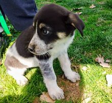 KENDRA, Hund, Mischlingshund in Griechenland - Bild 6
