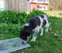 KENDRA, Hund, Mischlingshund in Griechenland - Bild 7