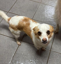 SEBASTIAN, Hund, Mischlingshund in Portugal - Bild 1