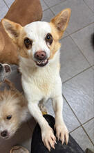SEBASTIAN, Hund, Mischlingshund in Portugal - Bild 2
