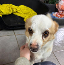 SEBASTIAN, Hund, Mischlingshund in Portugal - Bild 3
