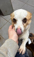 SEBASTIAN, Hund, Mischlingshund in Portugal - Bild 4