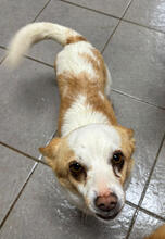 SEBASTIAN, Hund, Mischlingshund in Portugal - Bild 5