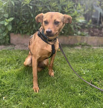 IGOR, Hund, Mischlingshund in Köln