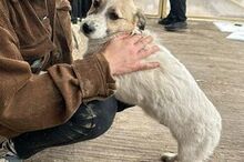 SNOOBY, Hund, Mischlingshund in Rumänien - Bild 10