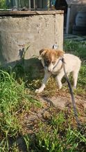 SNOOBY, Hund, Mischlingshund in Rumänien - Bild 11