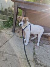 SNOOBY, Hund, Mischlingshund in Rumänien - Bild 12