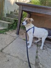 SNOOBY, Hund, Mischlingshund in Rumänien - Bild 13