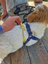 SNOOBY, Hund, Mischlingshund in Rumänien - Bild 14