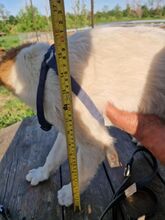 SNOOBY, Hund, Mischlingshund in Rumänien - Bild 15