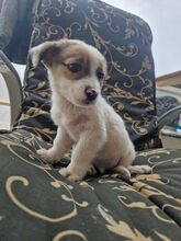 SNOOBY, Hund, Mischlingshund in Rumänien - Bild 9