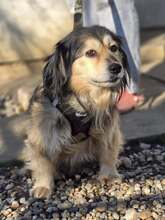 MIKI, Hund, Mischlingshund in Kroatien - Bild 12