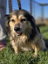 MIKI, Hund, Mischlingshund in Kroatien - Bild 13