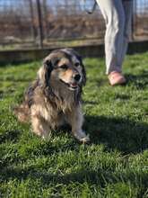 MIKI, Hund, Mischlingshund in Kroatien - Bild 14