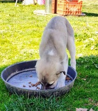 KADEA, Hund, Mischlingshund in Griechenland - Bild 10