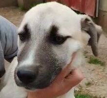 KADEA, Hund, Mischlingshund in Griechenland - Bild 4