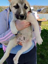 KADEA, Hund, Mischlingshund in Griechenland - Bild 5