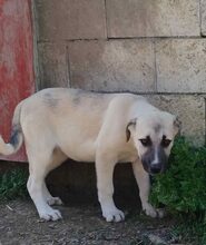KADEA, Hund, Mischlingshund in Griechenland - Bild 7