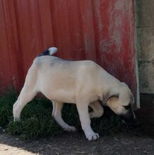 KADEA, Hund, Mischlingshund in Griechenland - Bild 8