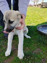 KADEA, Hund, Mischlingshund in Griechenland - Bild 9