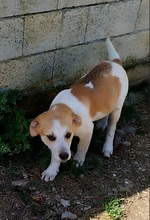 KAIRI, Hund, Mischlingshund in Griechenland - Bild 10